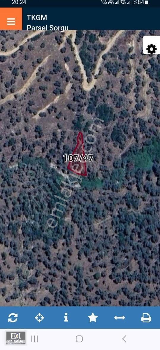 Aydın Çine Kirazderesi Mahallesinde Satılık Yatırımlık Zeytinlik - Görsel 2