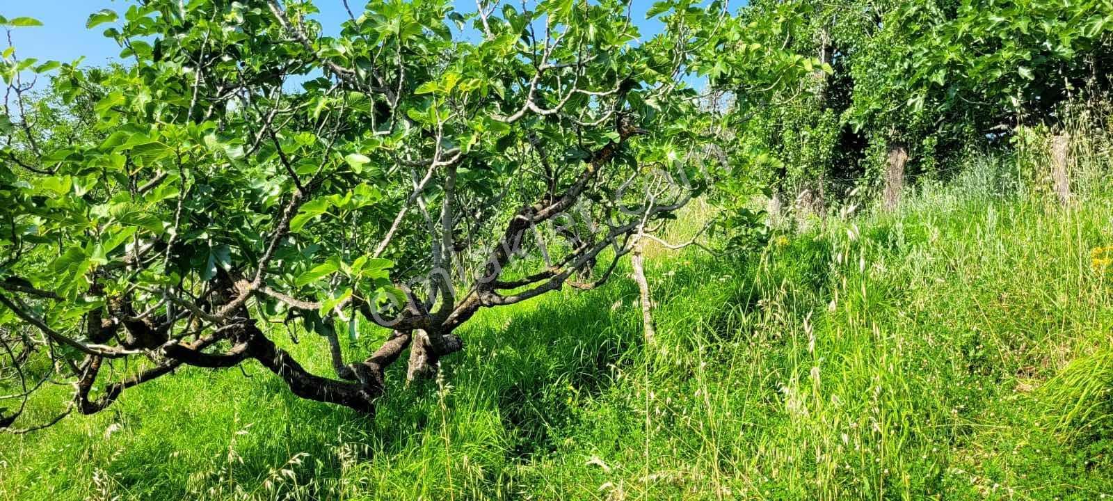 Bursa Kestel Cataltepe Mahallesi - Görsel 2