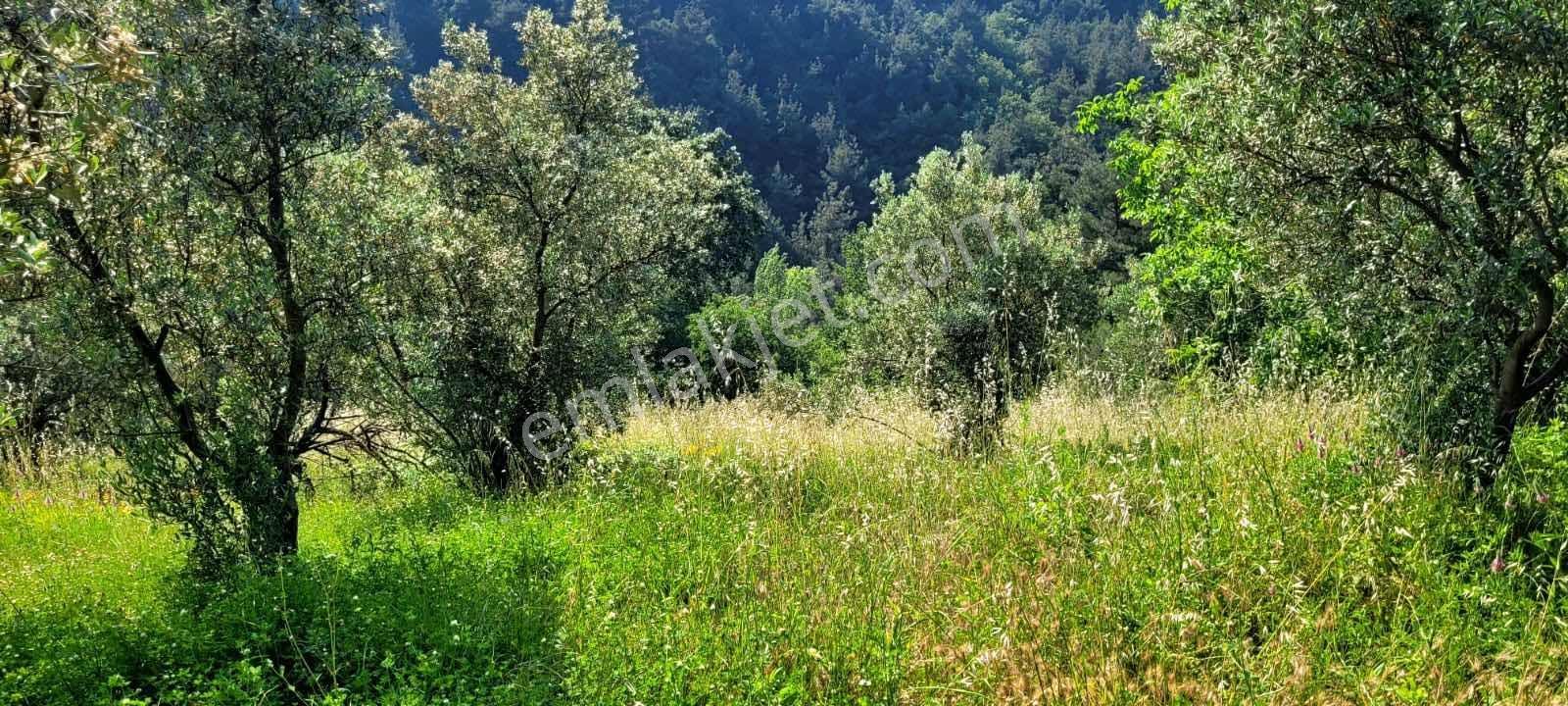 Bursa Kestel Cataltepe Mahallesi - Görsel 10