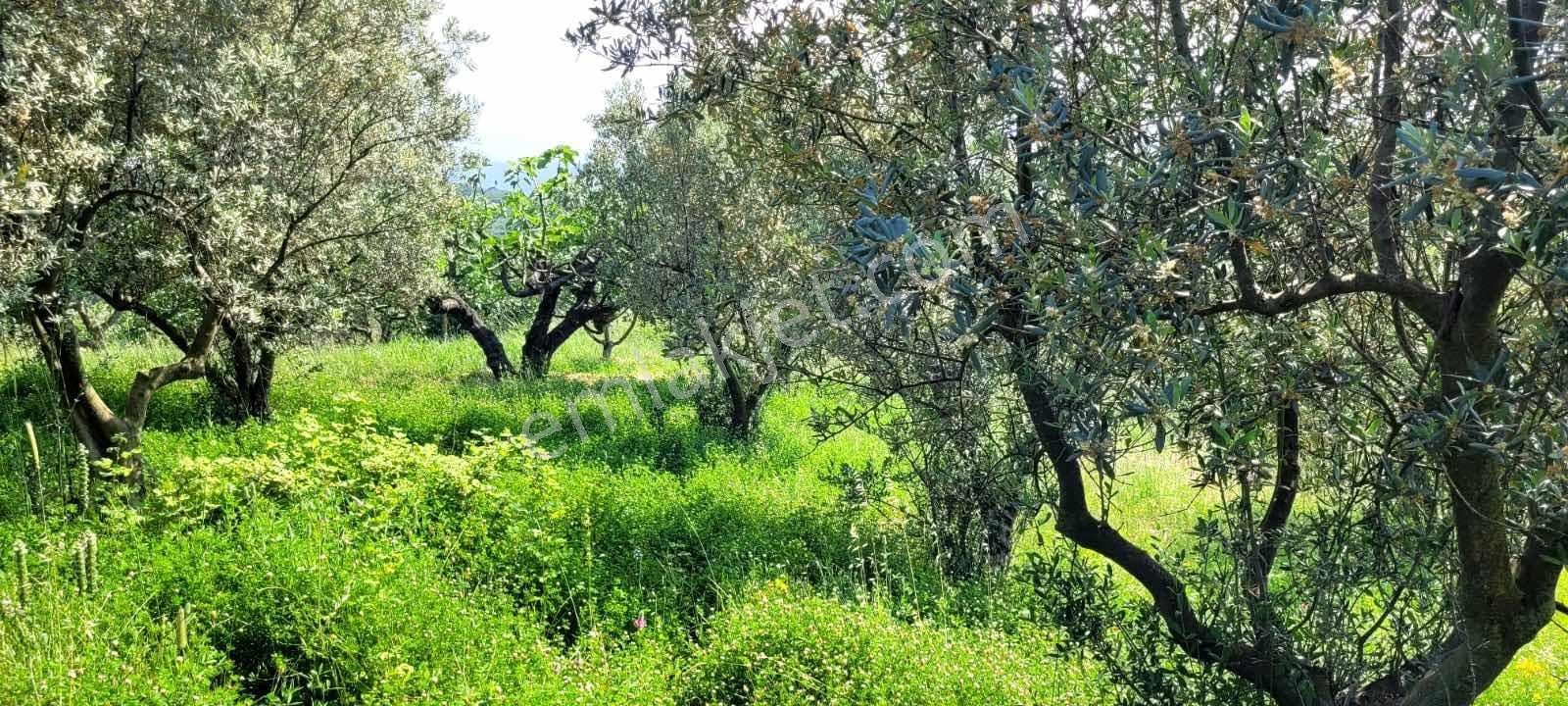 Bursa Kestel Cataltepe Mahallesi - Görsel 6
