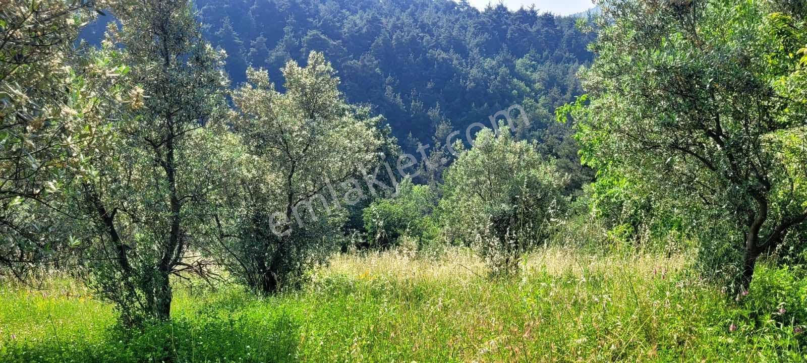 Bursa Kestel Cataltepe Mahallesi - Görsel 13
