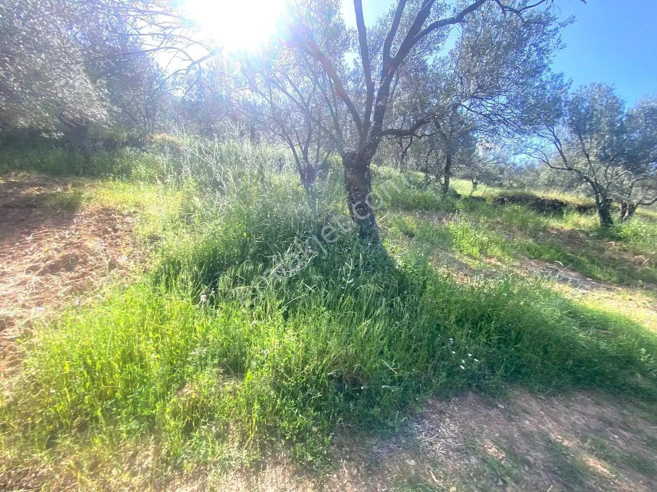 Aktiften Kırtıkta 1966 M2 Manzaralı Satılık Bahçe - Görsel 5