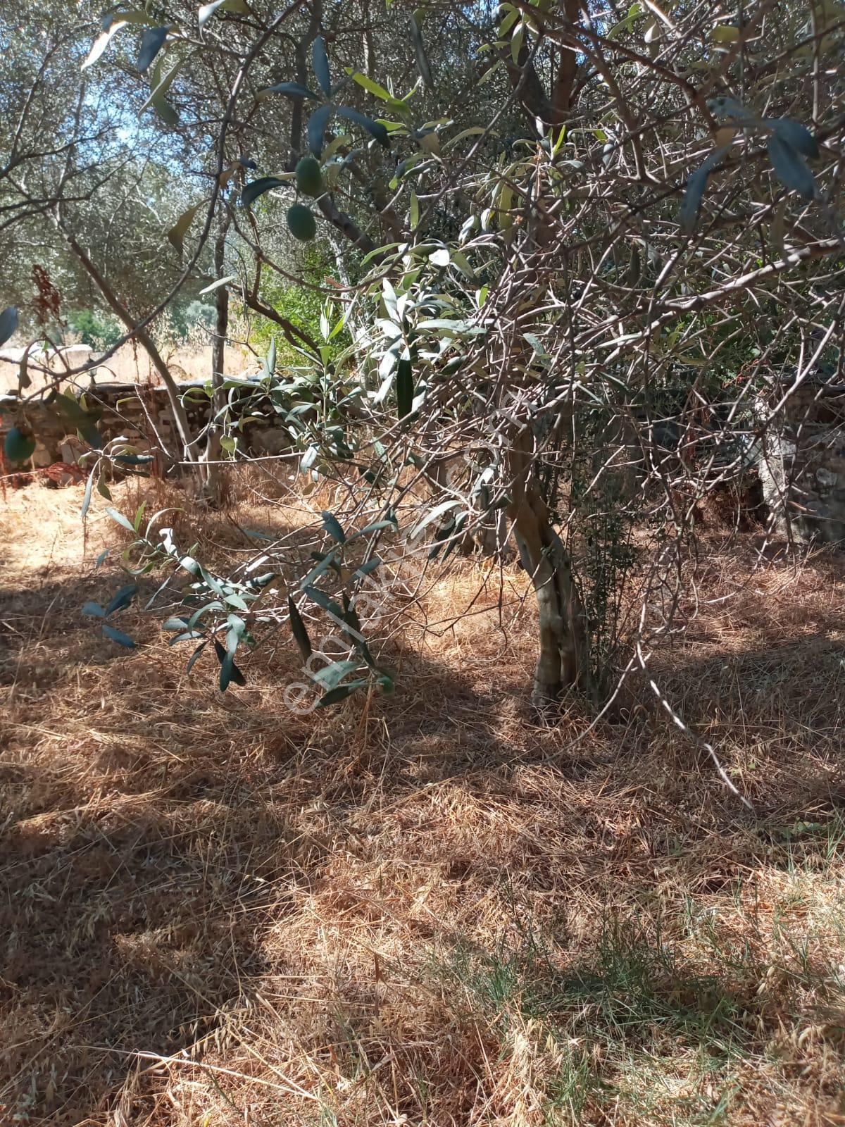 Stratonikeia Antik Kentinde Müstakil Ev (pazarlık Payı Vardır.) - Görsel 15