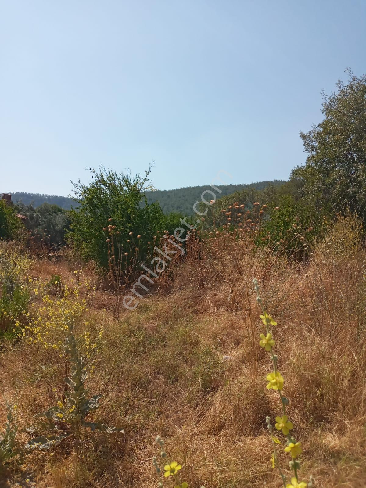 Stratonikeia Antik Kentinde Müstakil Ev (pazarlık Payı Vardır.) - Görsel 17