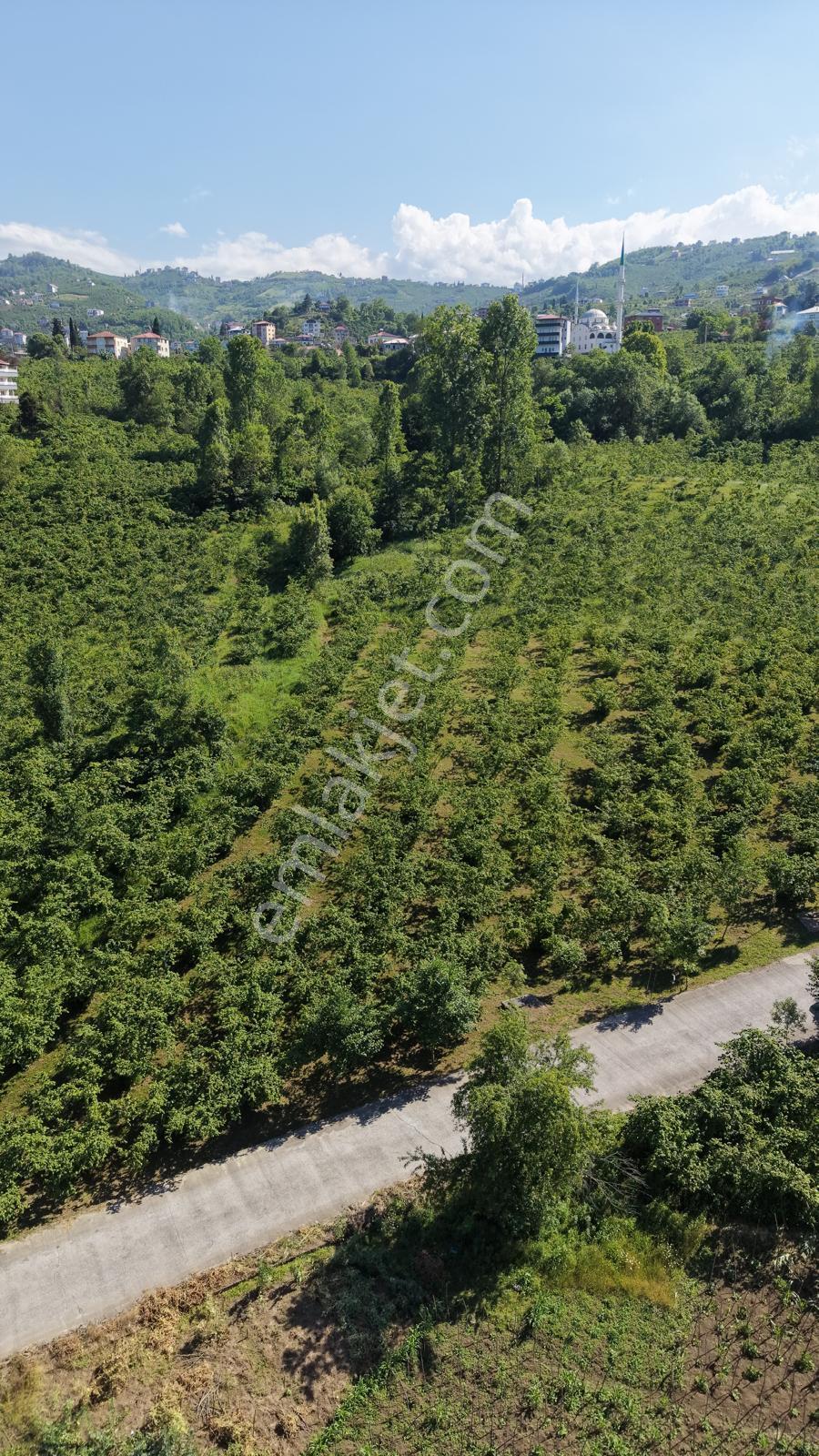 Trabzon Ortahisar Yeşilovada Satılık 3442 M2 Arsa - Görsel 3