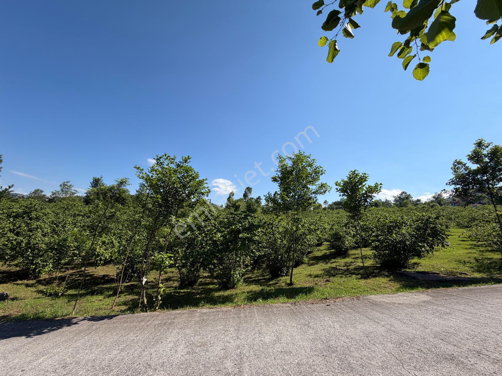 Trabzon Ortahisar Yeşilovada Satılık 3442 M2 Arsa - Görsel 15