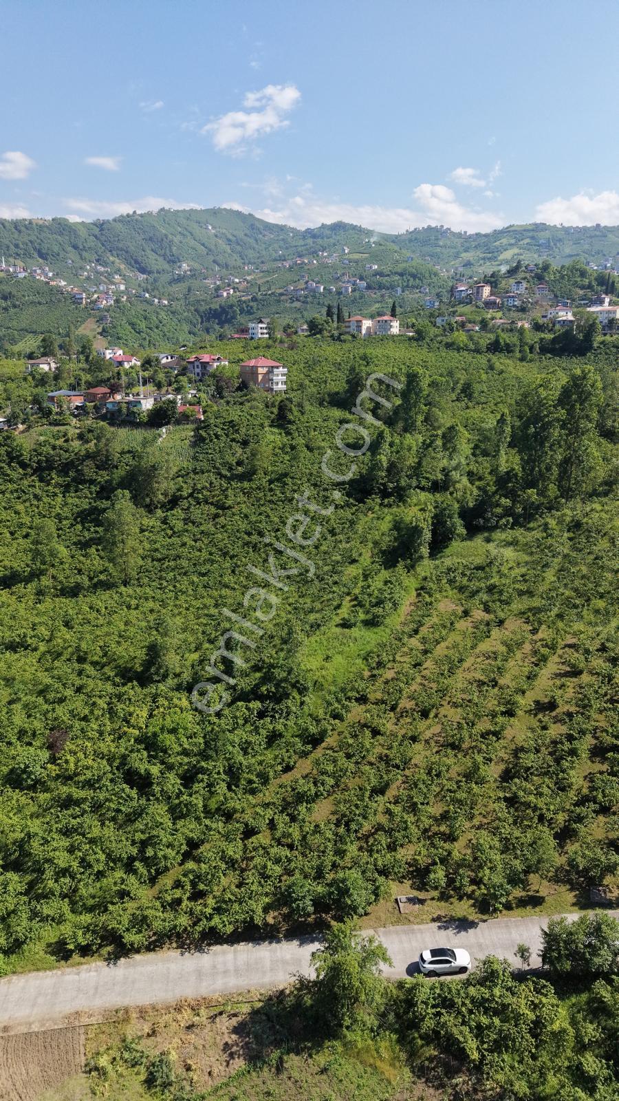 Trabzon Ortahisar Yeşilovada Satılık 3442 M2 Arsa - Görsel 8