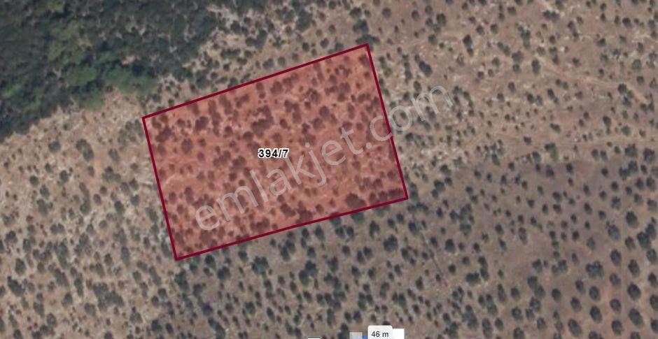 Dıalog Myra Dan Muğla Kıyıkışlacık Ta Evyapılabilir Zeytinlik - Görsel 6