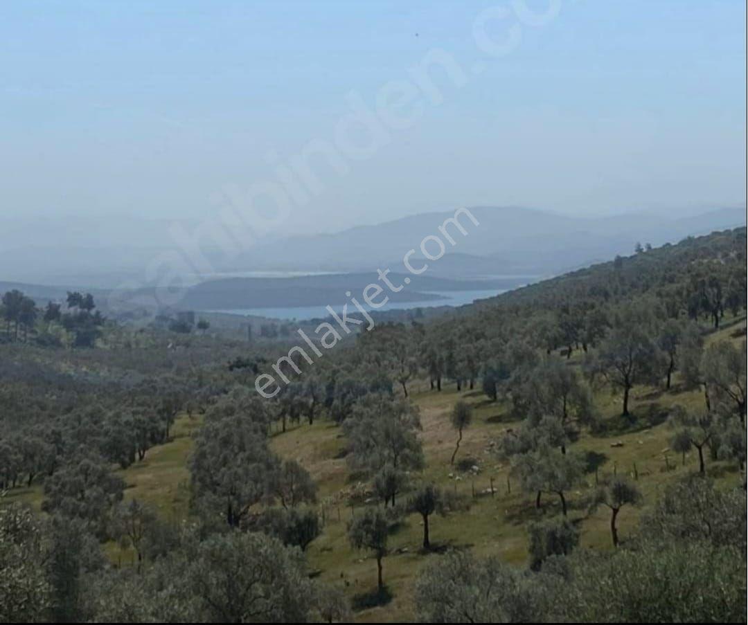 Dıalog Myra Dan Muğla Kıyıkışlacık Ta Evyapılabilir Zeytinlik - Görsel 4