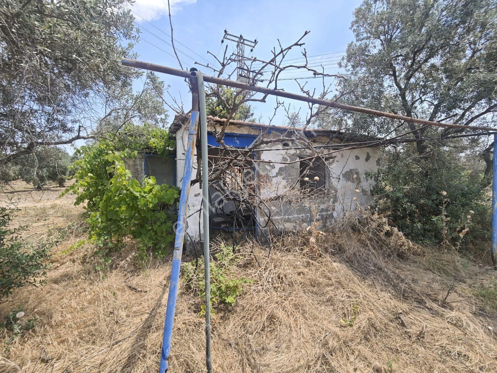 Vizyon Gayrimenkul'den Dereköy'de 44 Dönüm Satılık Zeytinlik - Görsel 7