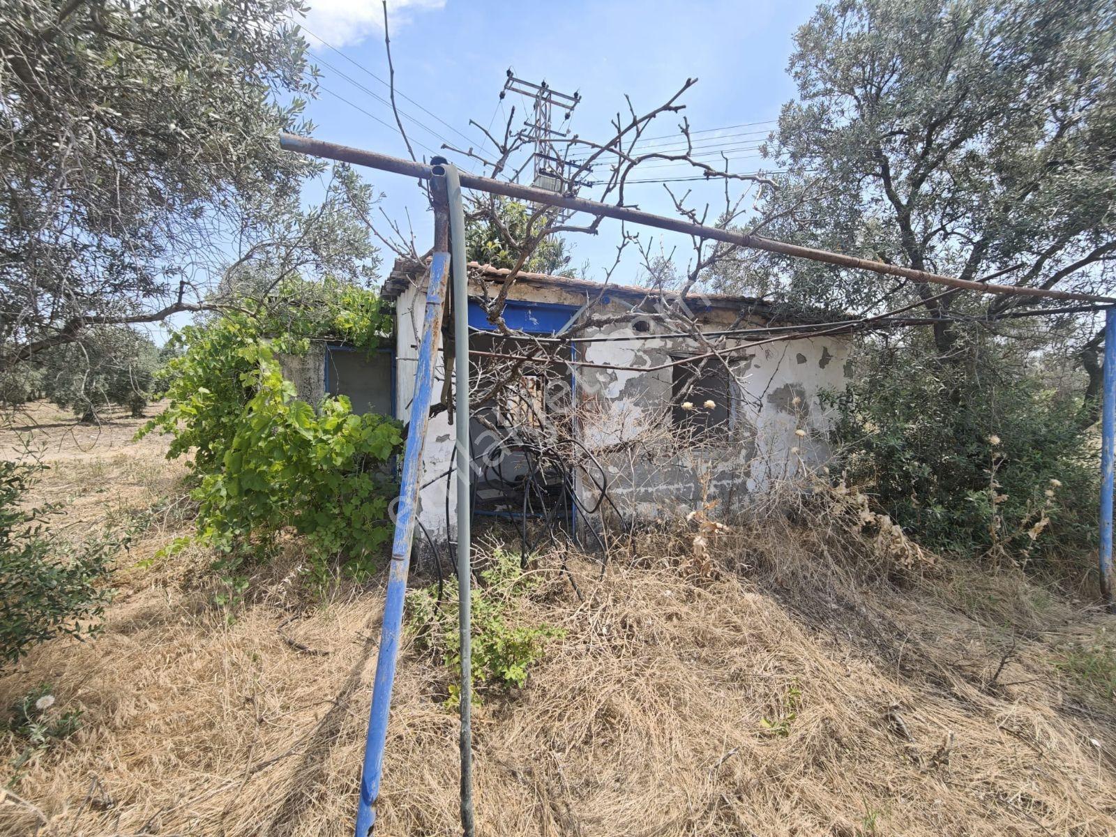 Vizyon Gayrimenkul'den Dereköy'de 44 Dönüm Satılık Zeytinlik - Görsel 10