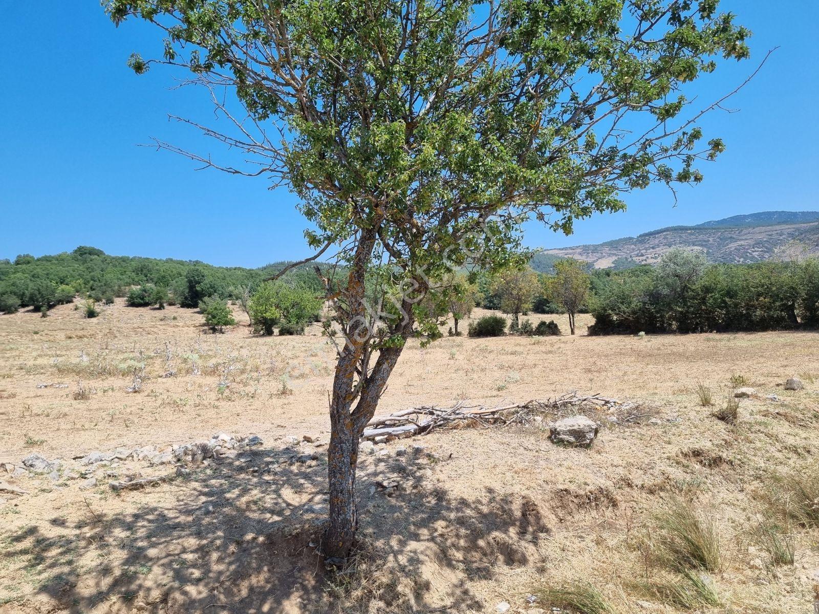 Satılık Tarla Burdur Aglasun Hamam Köyü 5.237 M2. - Görsel 3