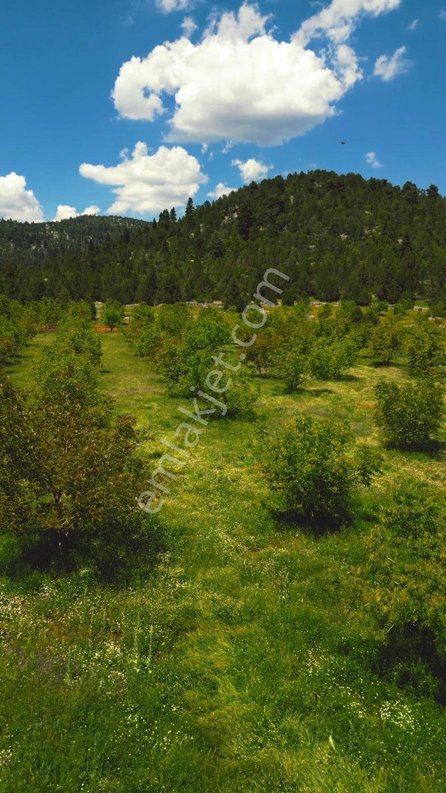 Bucak Demirli'de 165 Dönüm Ceviz Bahçesi - Görsel 15