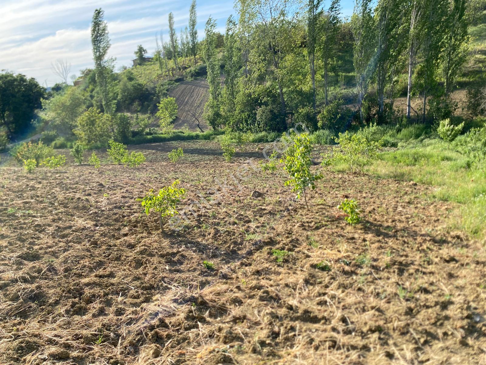 Delux'den Şarköy'de İçinde Bağ Evi Bulunan 5.698 M2 Satılık Arsa - Görsel 14