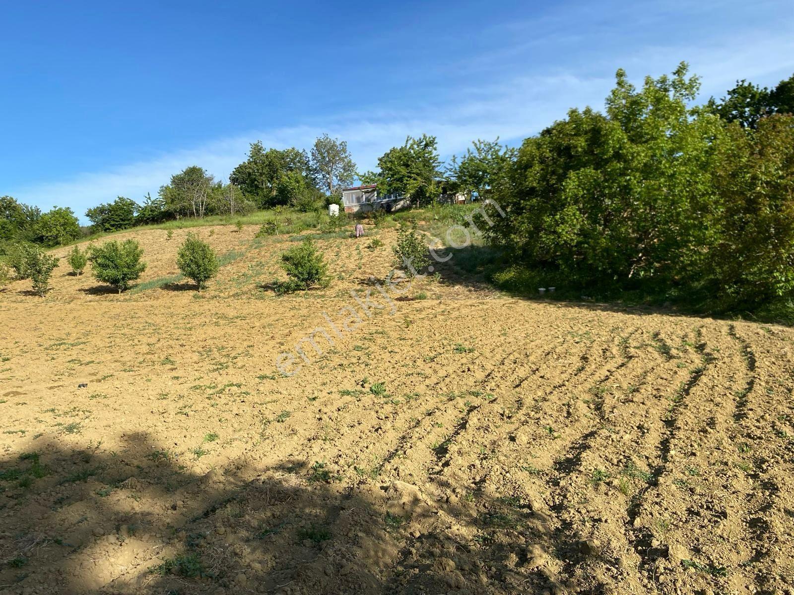 Delux'den Şarköy'de İçinde Bağ Evi Bulunan 5.698 M2 Satılık Arsa - Görsel 8