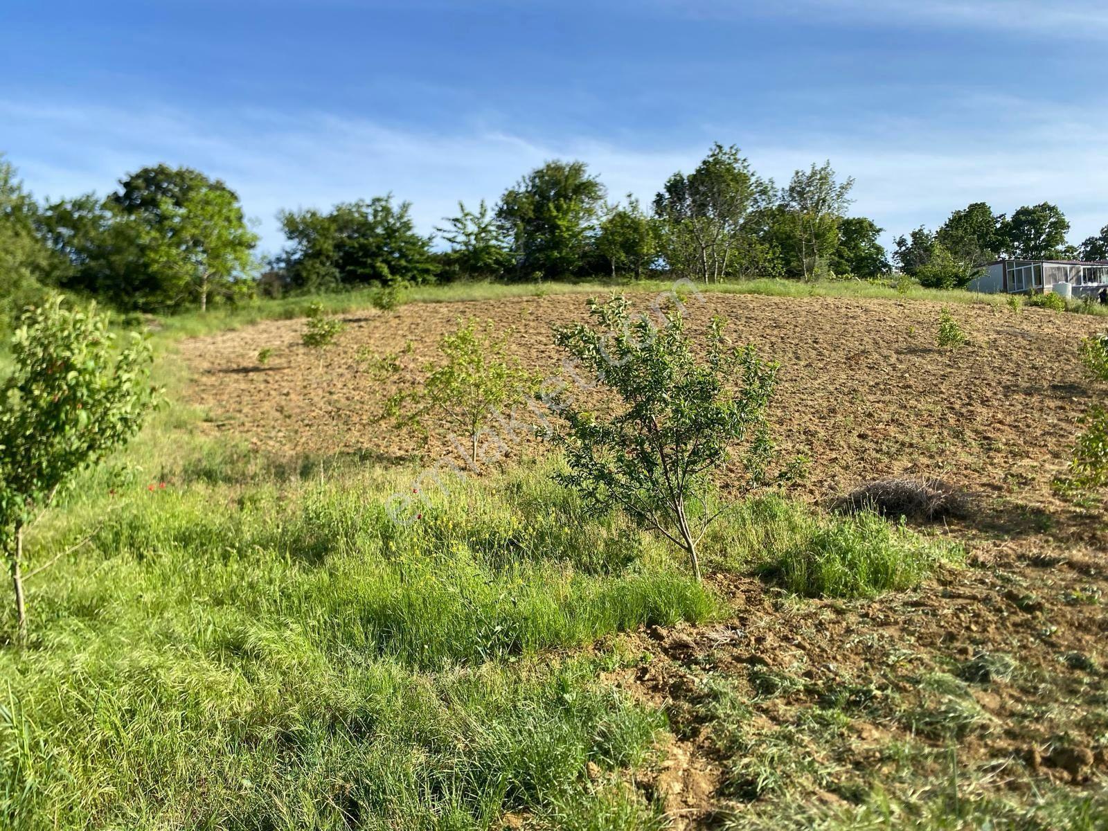 Delux'den Şarköy'de İçinde Bağ Evi Bulunan 5.698 M2 Satılık Arsa - Görsel 5