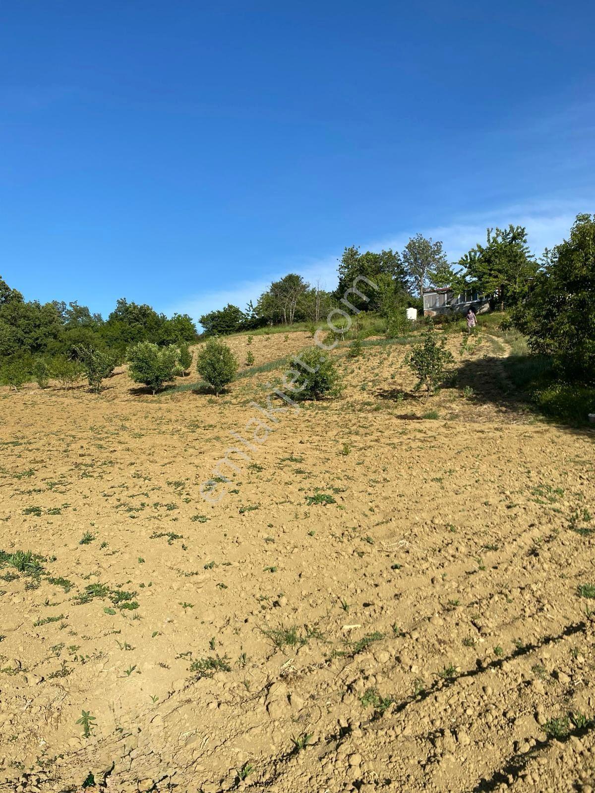 Delux'den Şarköy'de İçinde Bağ Evi Bulunan 5.698 M2 Satılık Arsa - Görsel 7