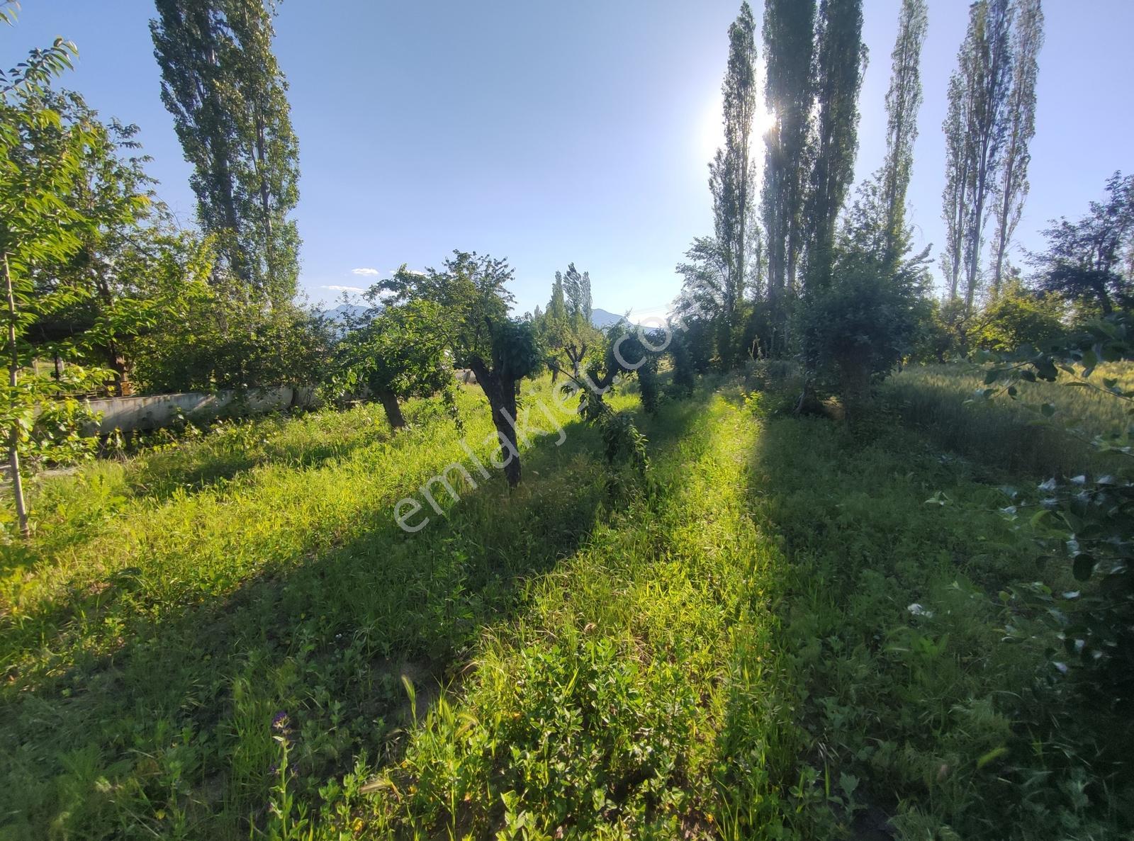 Özpınar,dan Hertürlü Meyve Ağacı Yolu-suyu Olan Bahçe 1300 M2 - Görsel 2