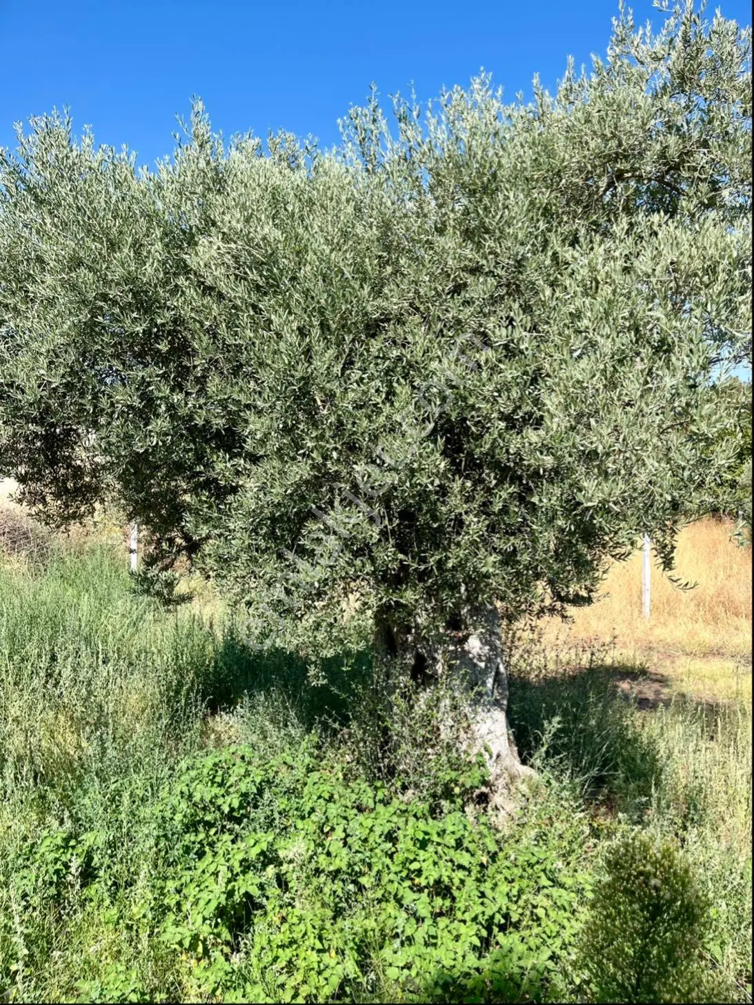 Sahibinden Satılık Tapulu Bahçe - Görsel 5
