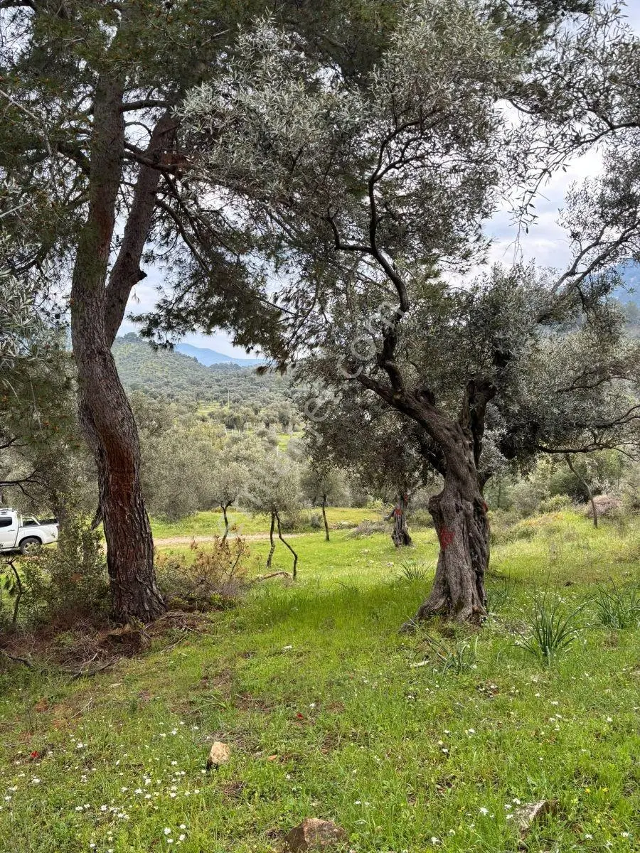 Milas Pınarcık Köyü Bafa Gölü Manzaralı Zeytinlik - Görsel 3