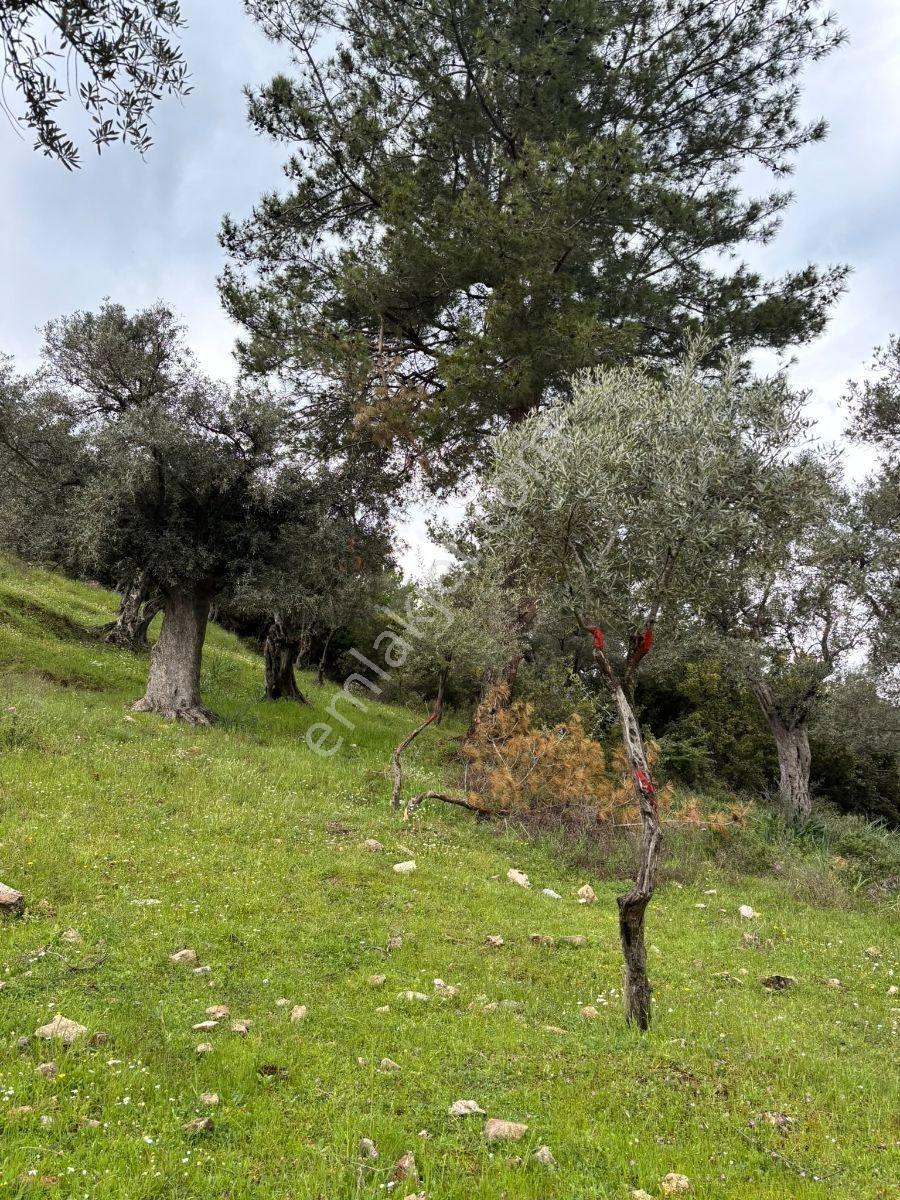 Milas Pınarcık Köyü Bafa Gölü Manzaralı Zeytinlik - Görsel 5