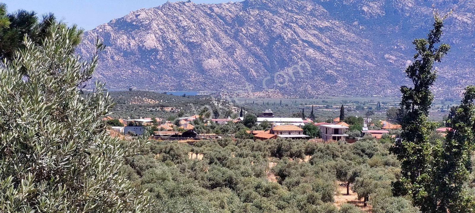 Milas Pınarcık Köyü Bafa Gölü Manzaralı Zeytinlik - Görsel 15