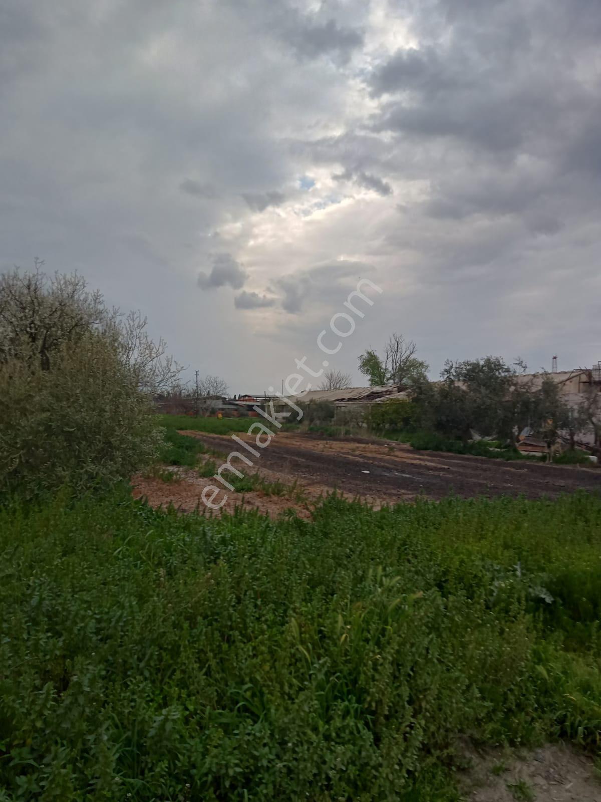 Yılmaz Mahallesinde Satılık Çiftlik Ve Evi - Görsel 12