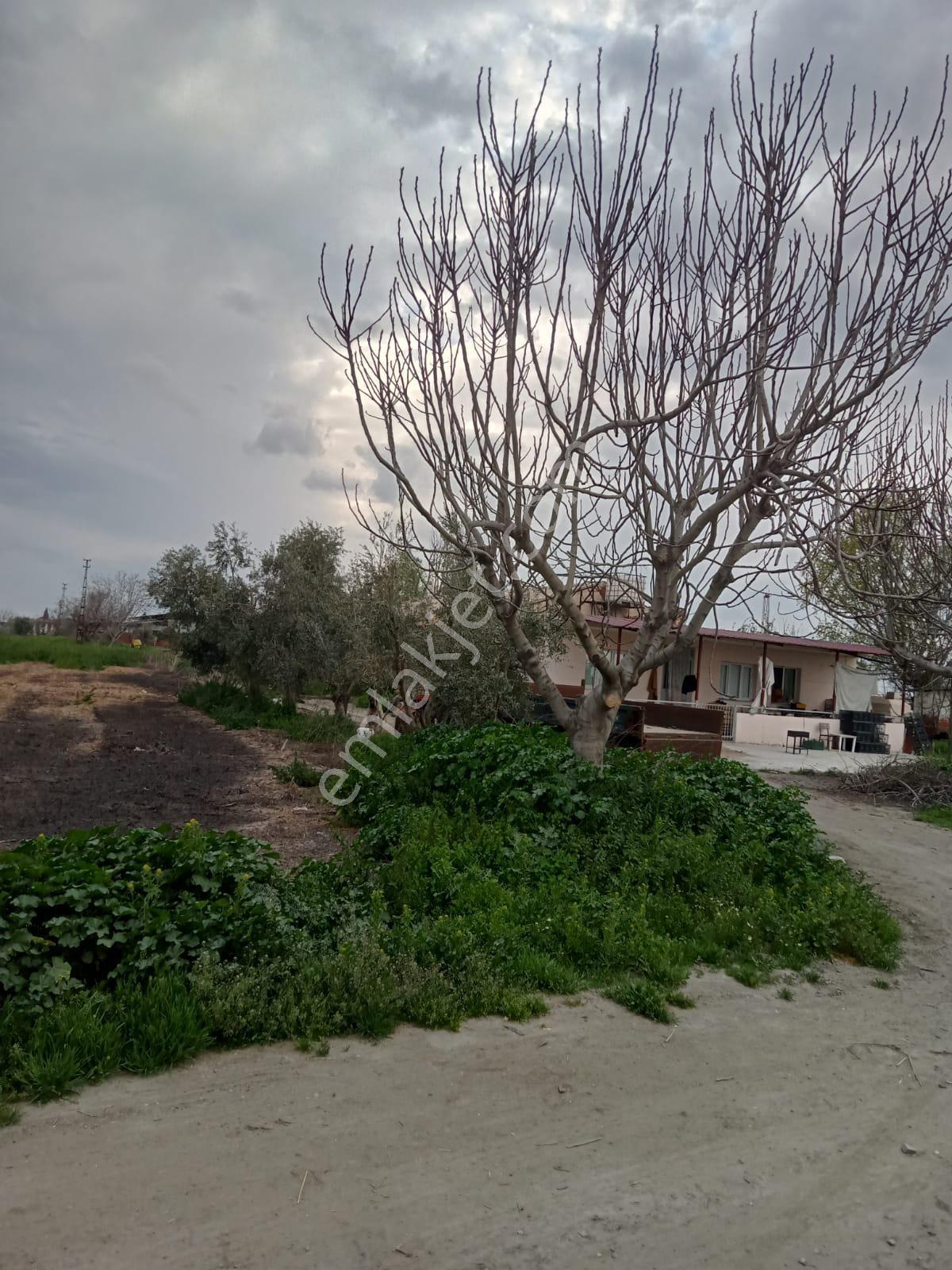 Yılmaz Mahallesinde Satılık Çiftlik Ve Evi - Görsel 8