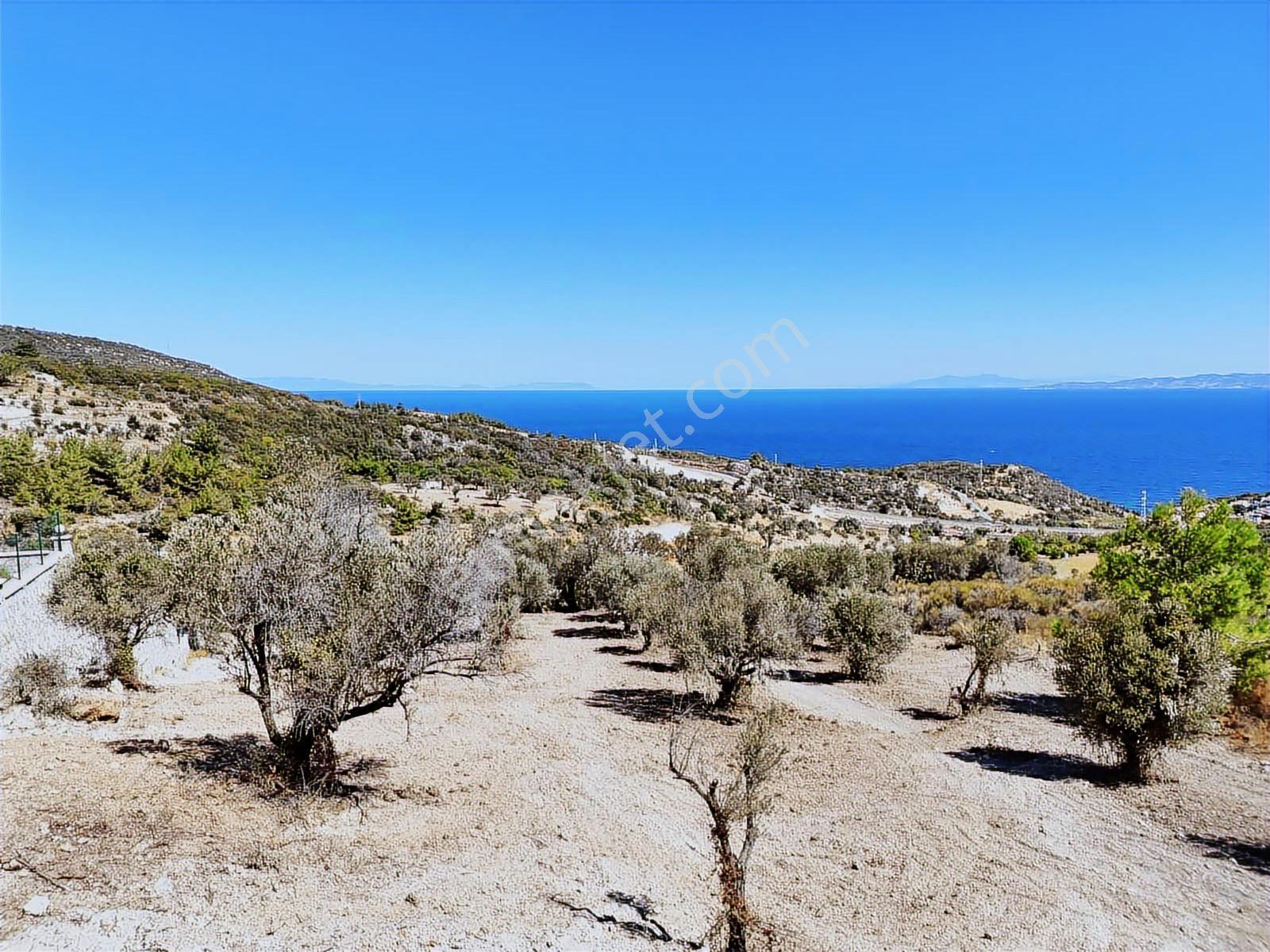 Atlas Gayrımenkul'den Full Deniz Manzaralı Zeytin Ağaçlı Tarla
