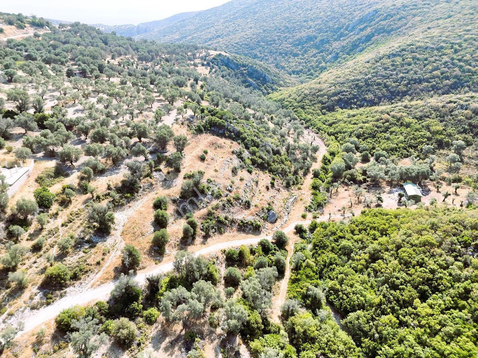 Atlas Gayrimenkul'den Doğa Manzaralı Zeytin Ağaçlı Tarla - Görsel 5