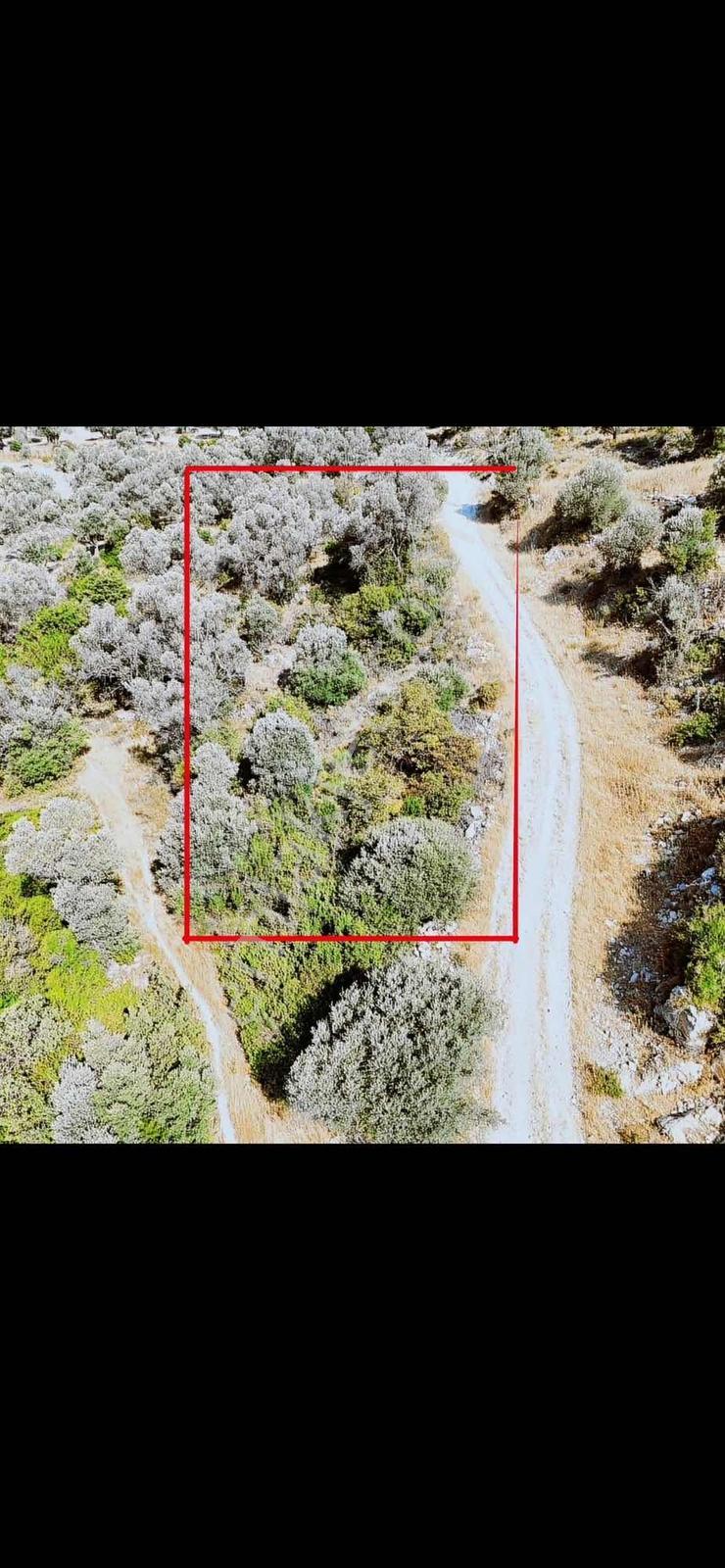 Atlas Gayrimenkul'den Doğa Manzaralı Zeytin Ağaçlı Tarla - Görsel 6