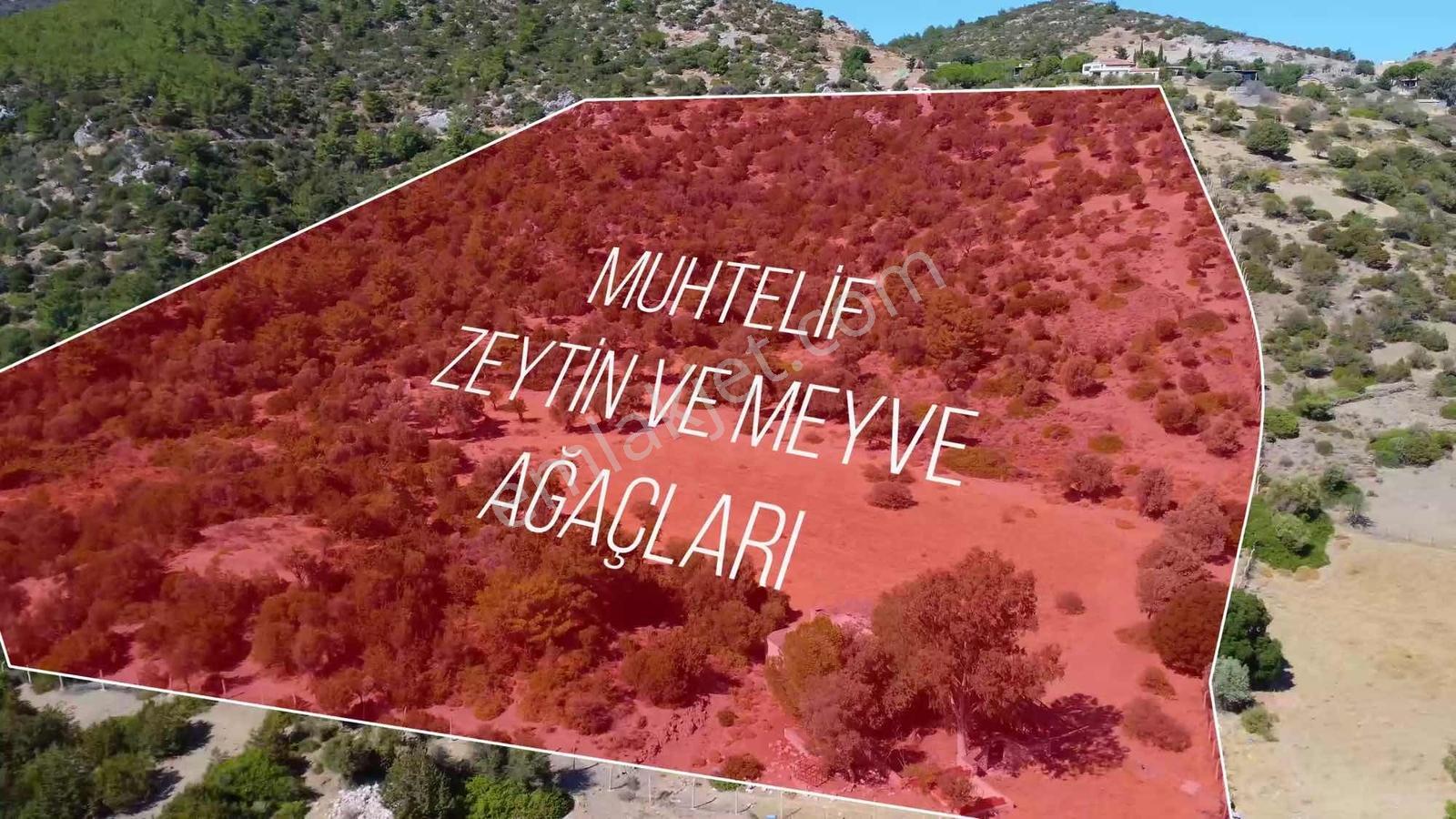 Atlas Gayrimenkulden Satılık Eşsiz Çiftlik - Görsel 19