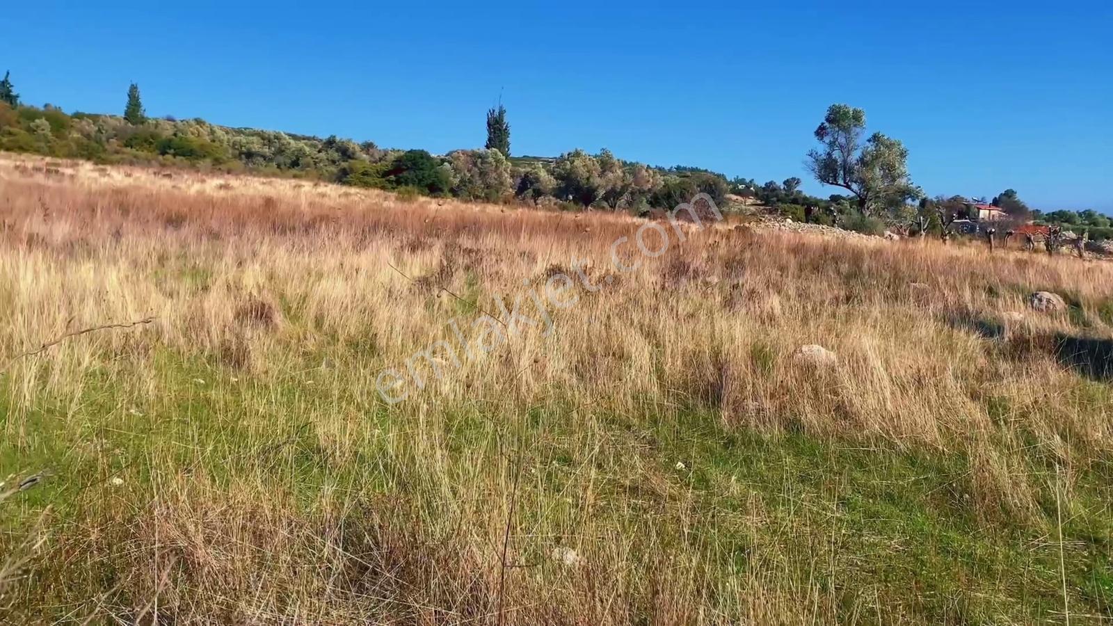 Karaburun Kösedere 2.686 M2 Arazi - Görsel 6