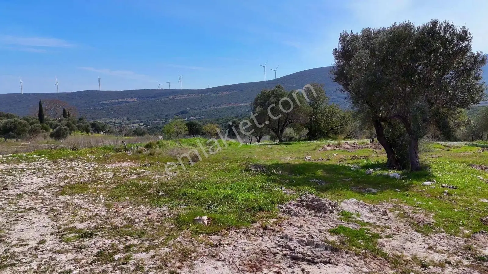 Atlas Gayrimenkul'den 2.672 M2 Asfalt Yol Cepheli Tarla - Görsel 8