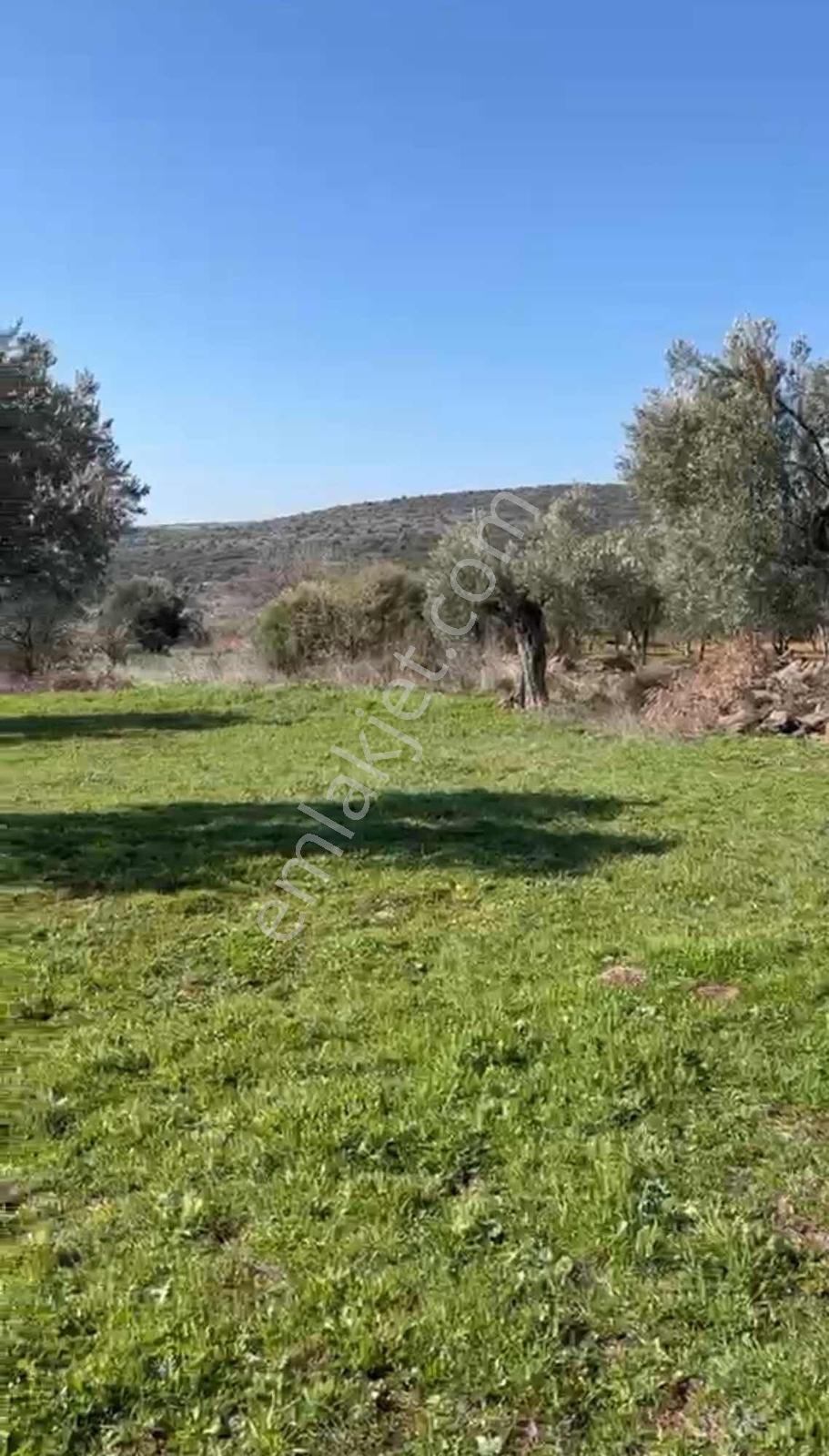 Foça Yenibağarasında Tabiatın İçinde Kısmi Deniz Manzaralı Tarla - Görsel 11
