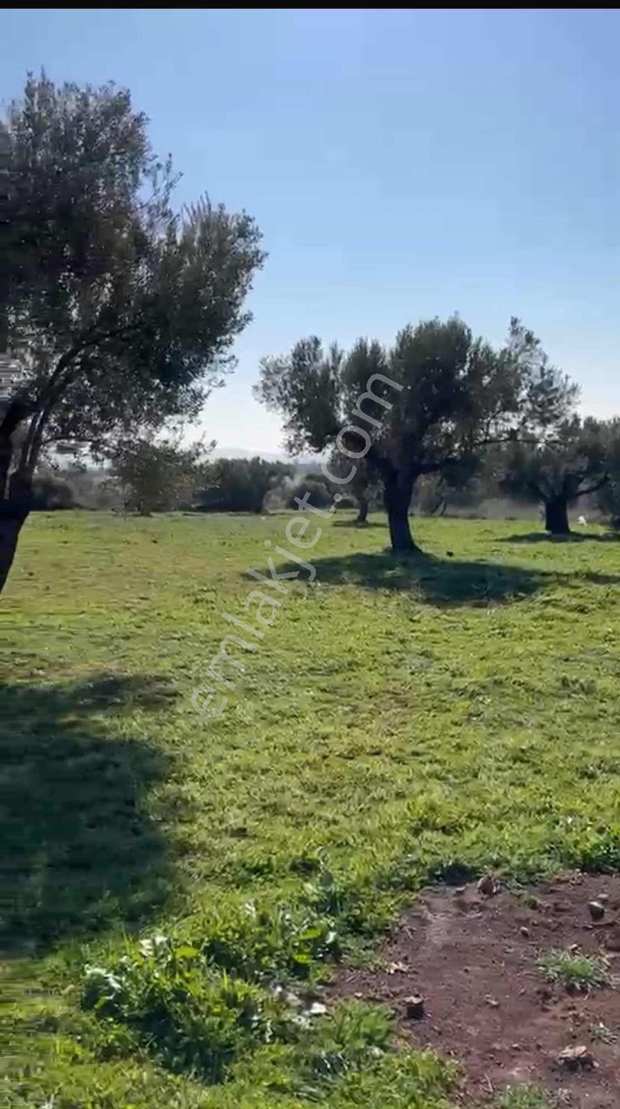 Foça Yenibağarasında Tabiatın İçinde Kısmi Deniz Manzaralı Tarla - Görsel 10