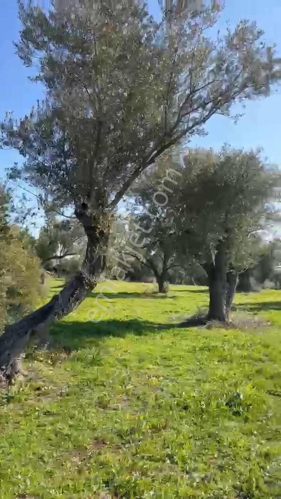 Foça Yenibağarasında Tabiatın İçinde Kısmi Deniz Manzaralı Tarla
