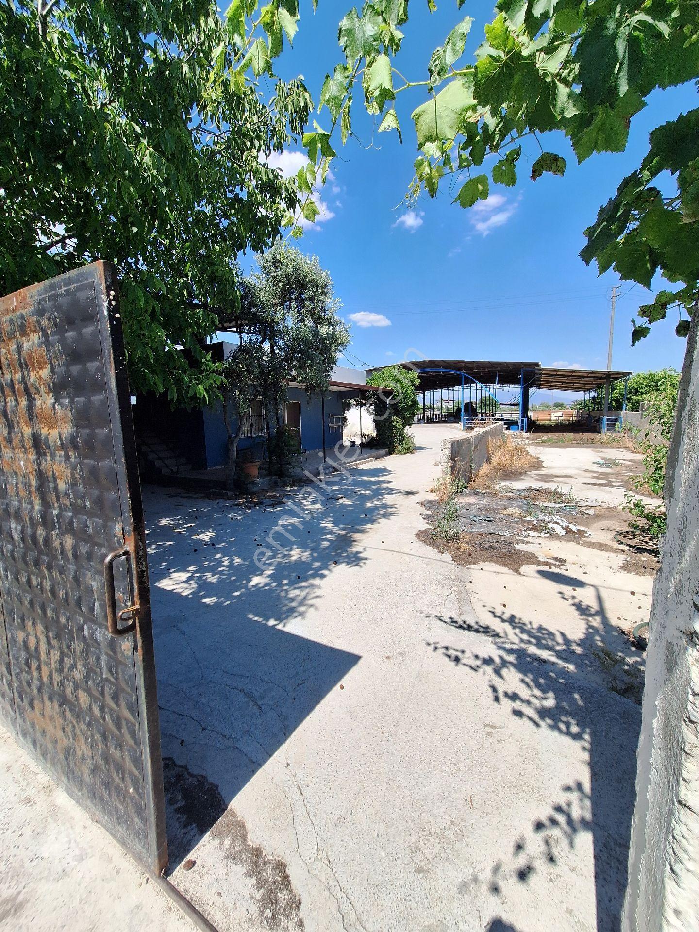 Sultanhisar Atça Da Satılık Çiftlik - Görsel 14