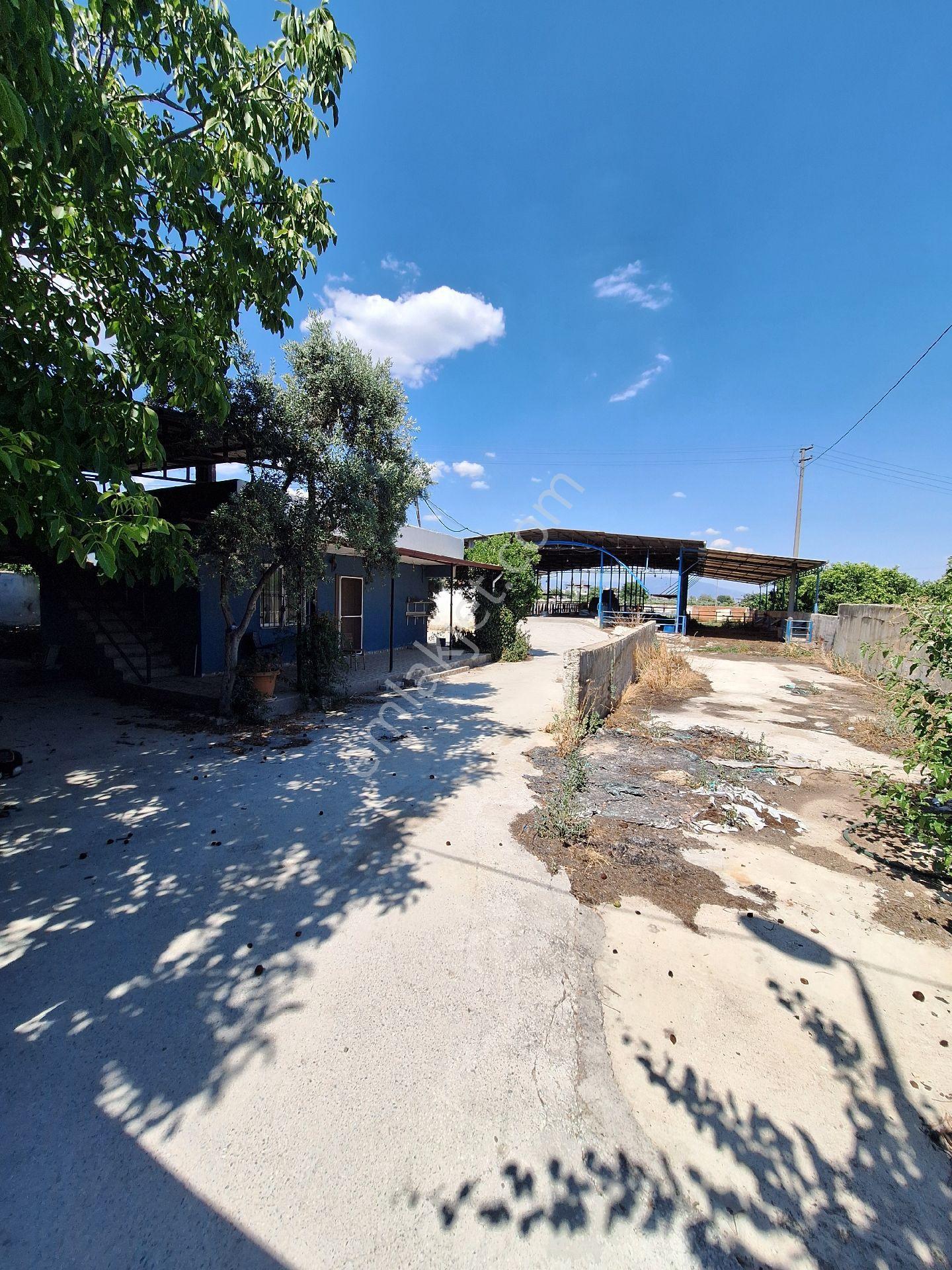 Sultanhisar Atça Da Satılık Çiftlik - Görsel 17