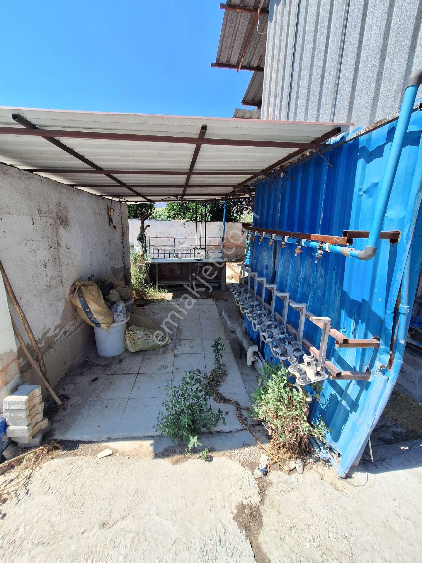 Sultanhisar Atça Da Satılık Çiftlik - Görsel 6
