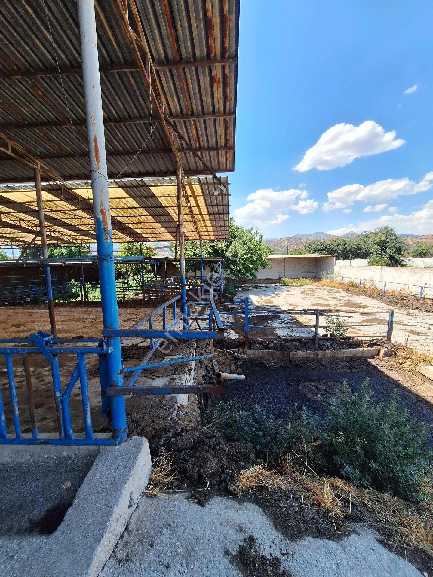 Sultanhisar Atça Da Satılık Çiftlik - Görsel 11