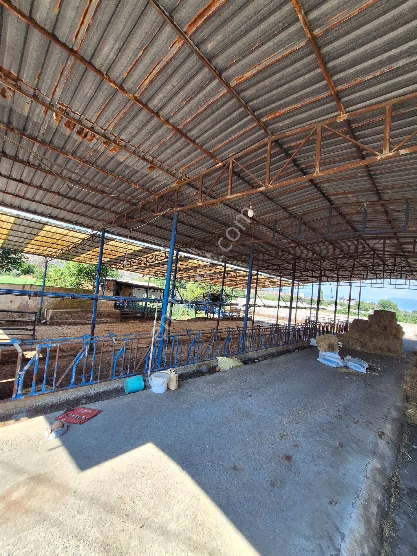 Sultanhisar Atça Da Satılık Çiftlik - Görsel 4