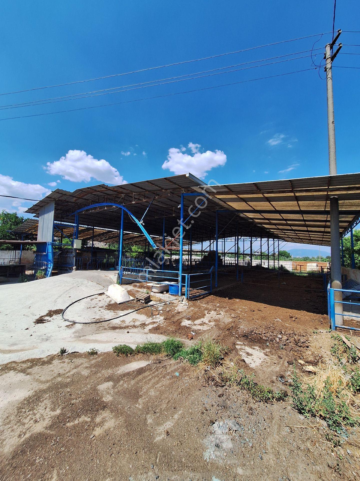 Sultanhisar Atça Da Satılık Çiftlik - Görsel 22