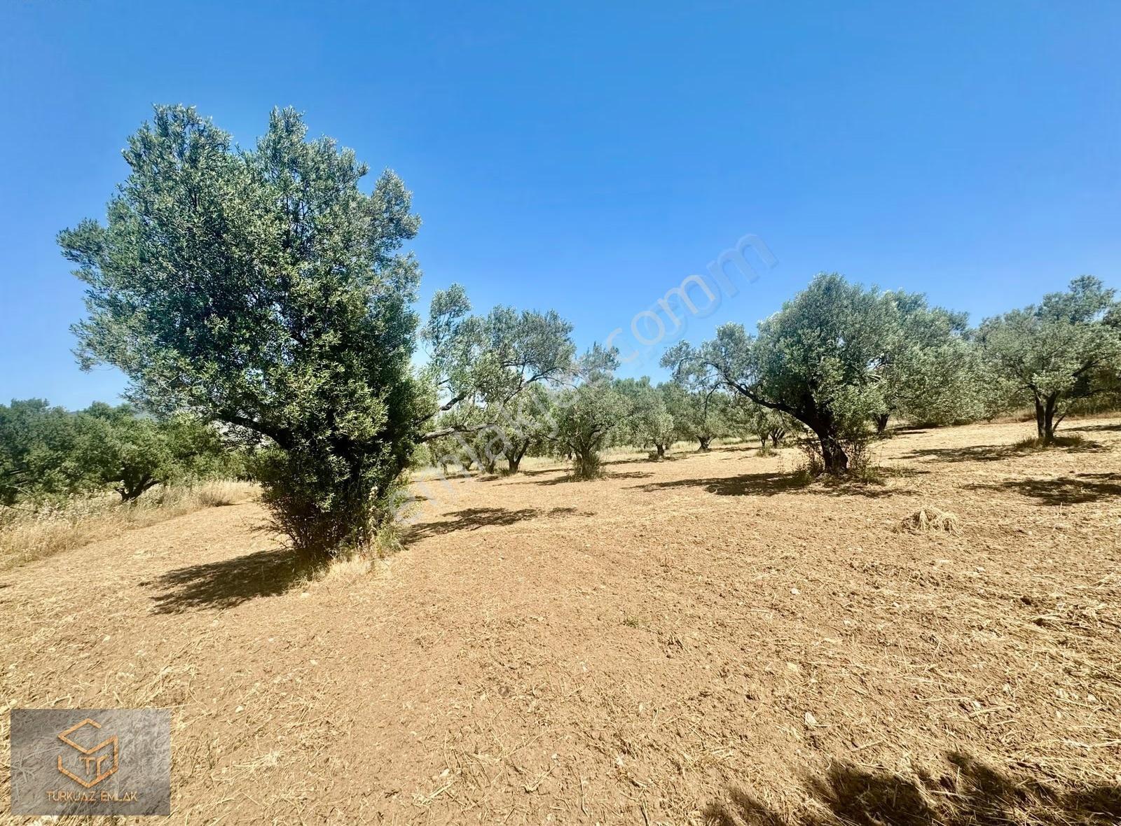 Helvacı Da Satılık 2850 M² Zeytin Ağaçlı Tek Tapu Tarla - Görsel 12