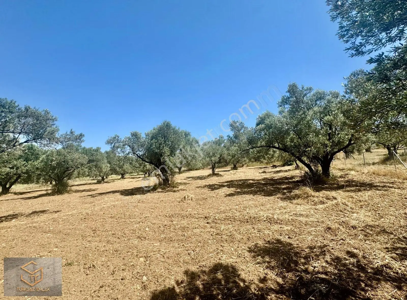 Helvacı Da Satılık 2850 M² Zeytin Ağaçlı Tek Tapu Tarla - Görsel 4
