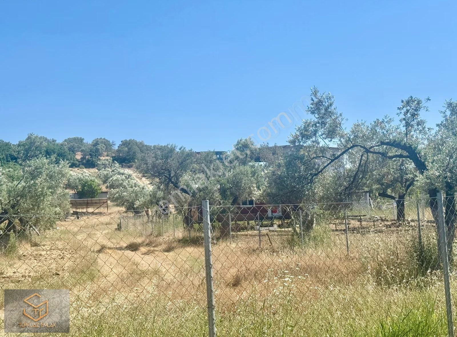 Helvacı Da Satılık 2850 M² Zeytin Ağaçlı Tek Tapu Tarla - Görsel 21