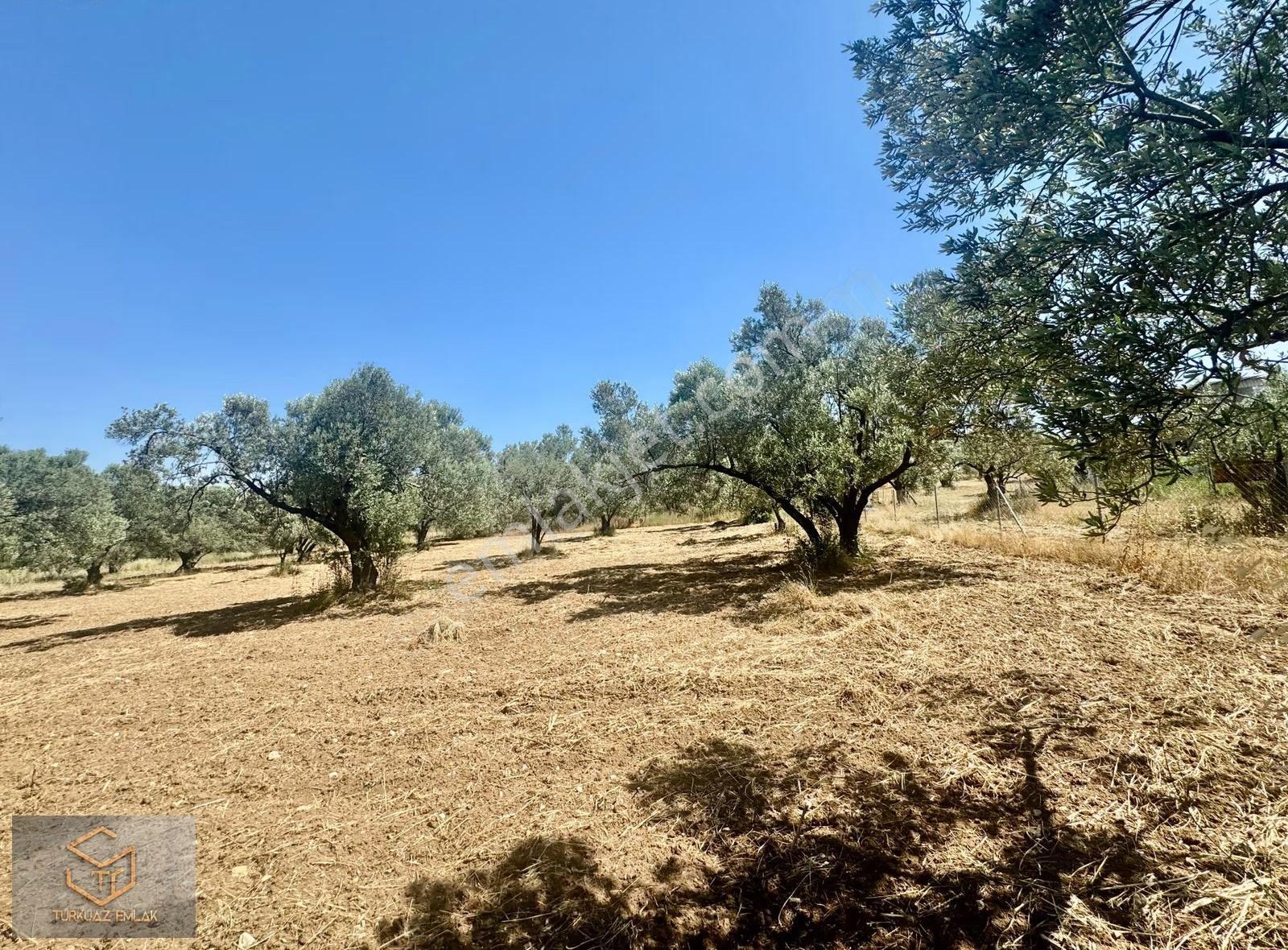 Helvacı Da Satılık 2850 M² Zeytin Ağaçlı Tek Tapu Tarla - Görsel 7