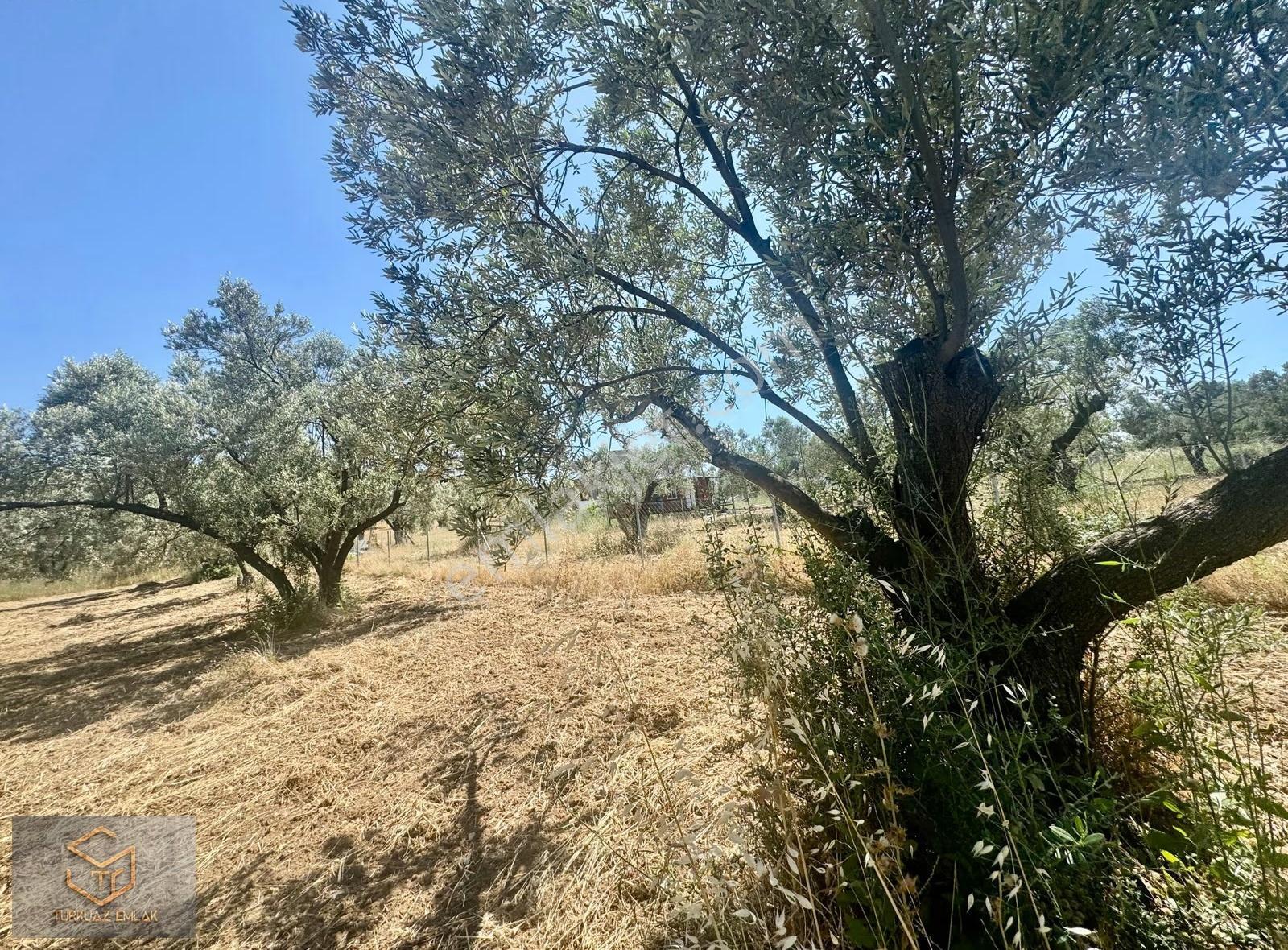 Helvacı Da Satılık 2850 M² Zeytin Ağaçlı Tek Tapu Tarla - Görsel 26