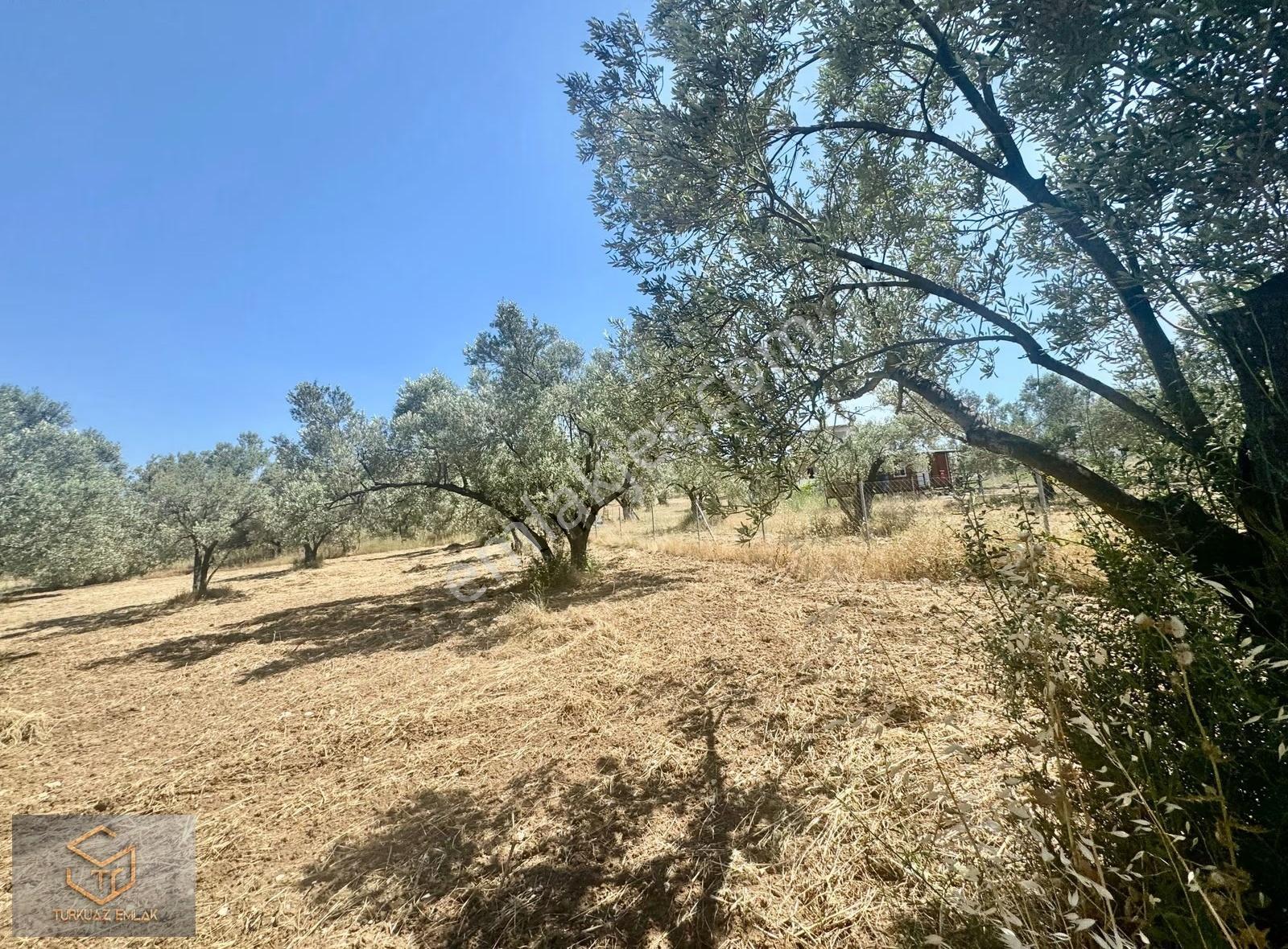 Helvacı Da Satılık 2850 M² Zeytin Ağaçlı Tek Tapu Tarla - Görsel 18