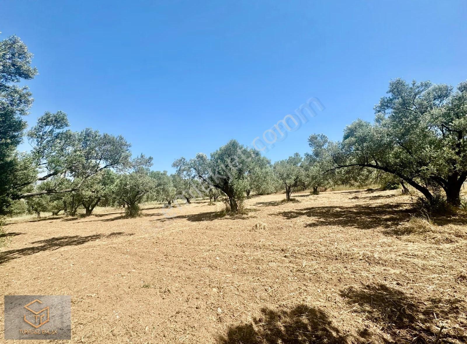 Helvacı Da Satılık 2850 M² Zeytin Ağaçlı Tek Tapu Tarla - Görsel 27